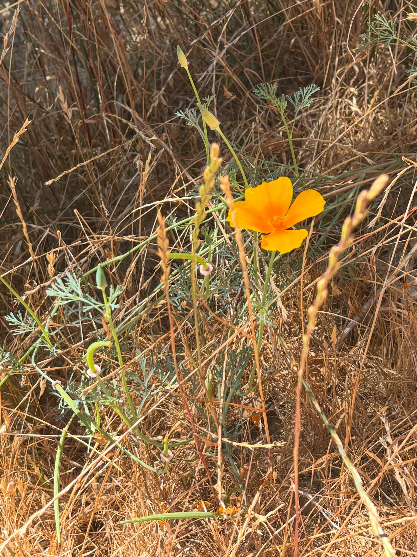 California Poppy Tincture