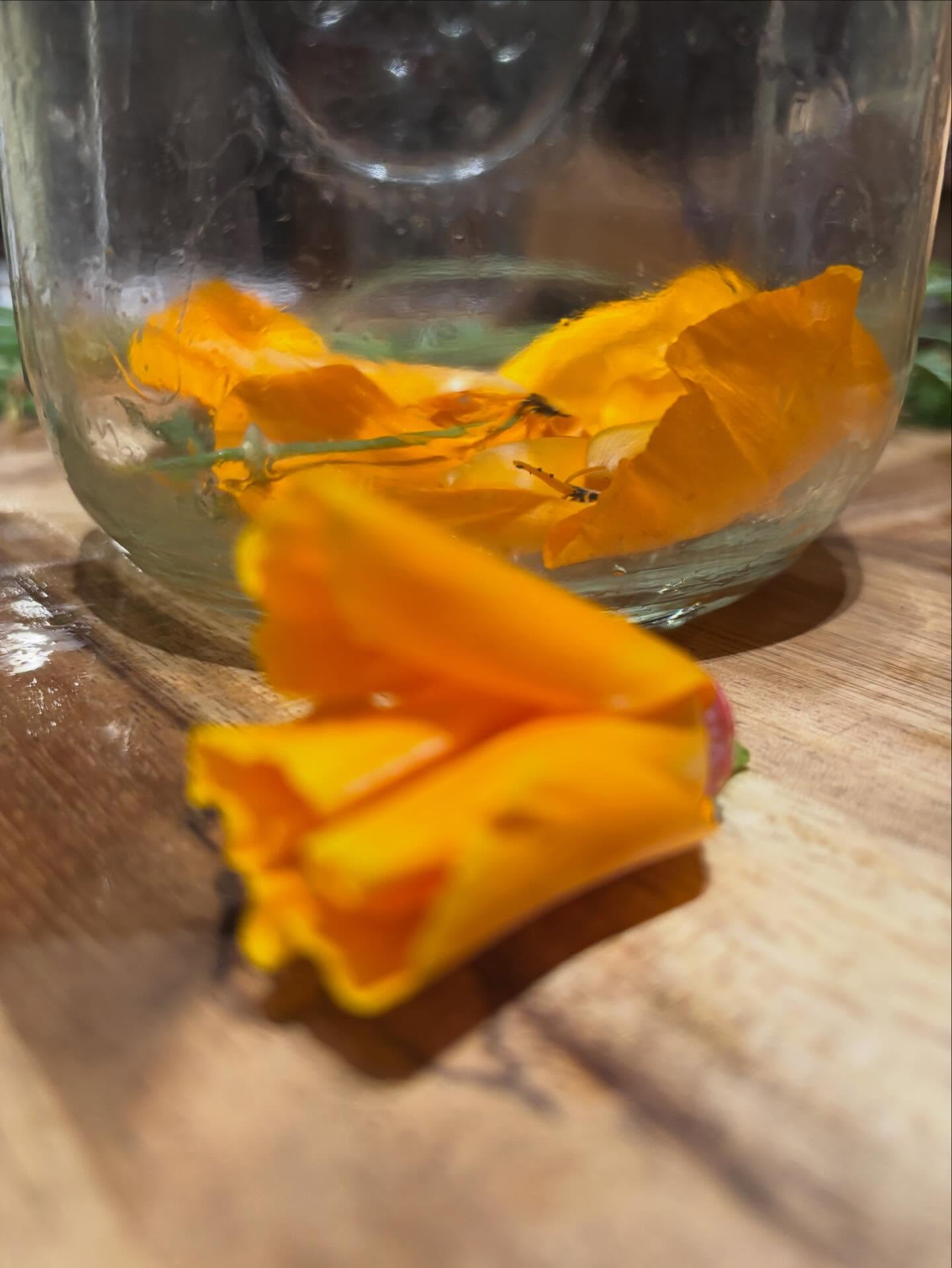 California Poppy Tincture