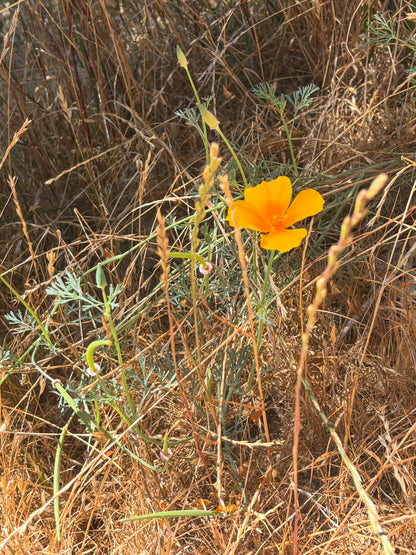 California Poppy Tincture